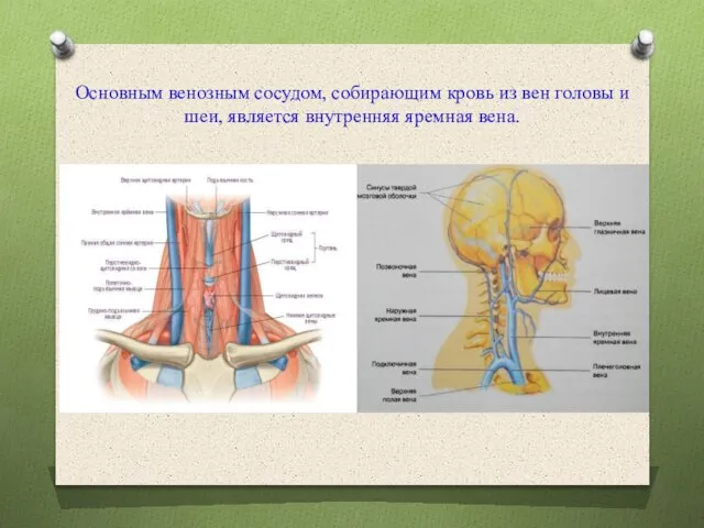 Основным венозным сосудом, собирающим кровь из вен головы и шеи, является внутренняя яремная вена.