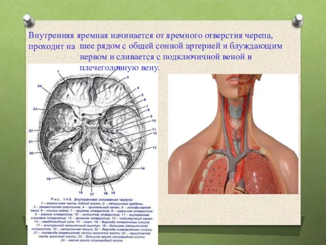 Внутренняя яремная начинается от яремного отверстия черепа, проходит на шее рядом с