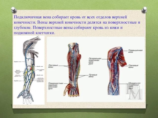 Подключичная вена собирает кровь от всех отделов верхней конечности. Вены верхней конечности