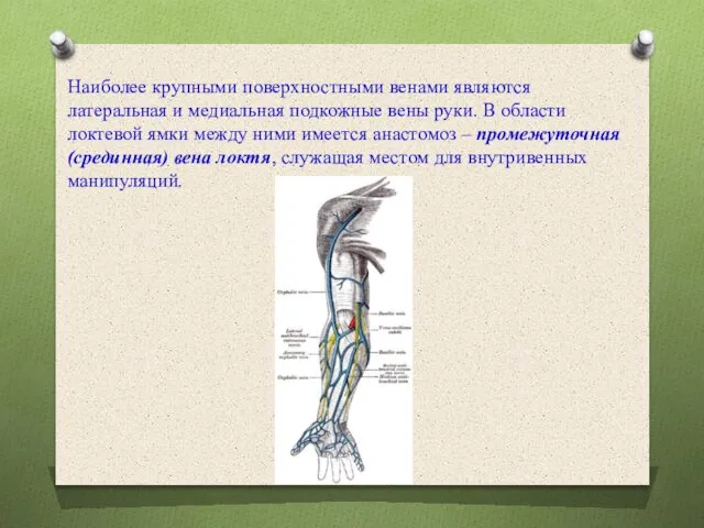 Наиболее крупными поверхностными венами являются латеральная и медиальная подкожные вены руки. В