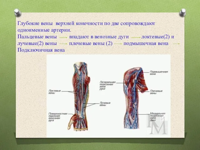 Глубокие вены верхней конечности по две сопровождают одноименные артерии. Пальцевые вены впадают