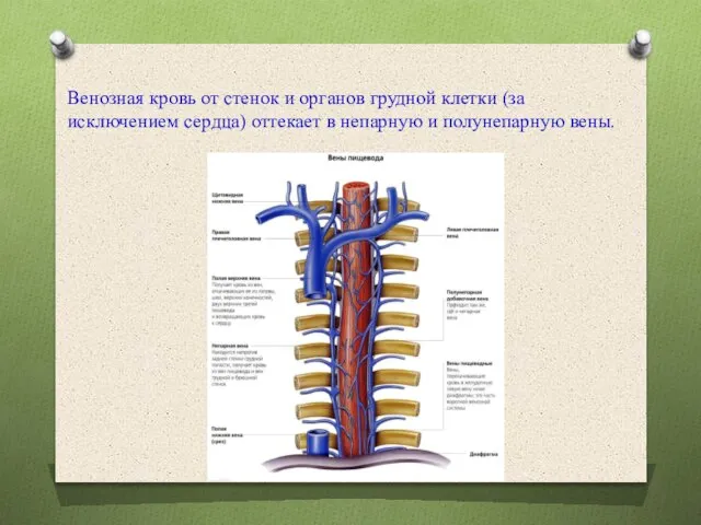 Венозная кровь от стенок и органов грудной клетки (за исключением сердца) оттекает