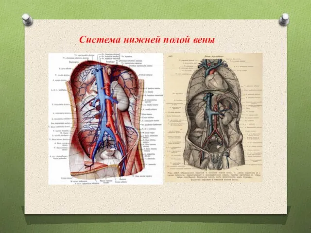 Система нижней полой вены