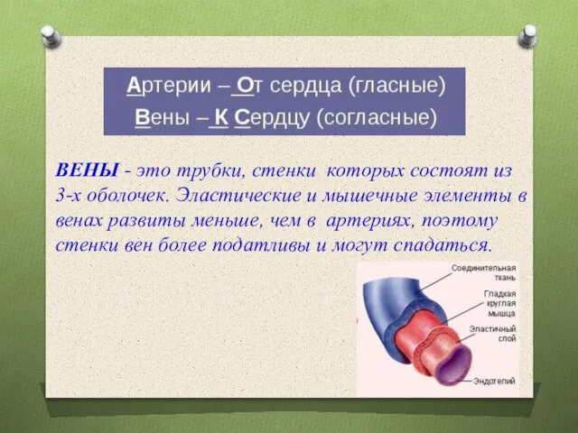 ВЕНЫ - это трубки, стенки которых состоят из 3-х оболочек. Эластические и