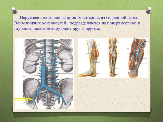 Наружная подвздошная принимает кровь из бедренной вены. Вены нижних конечностей , подразделяются