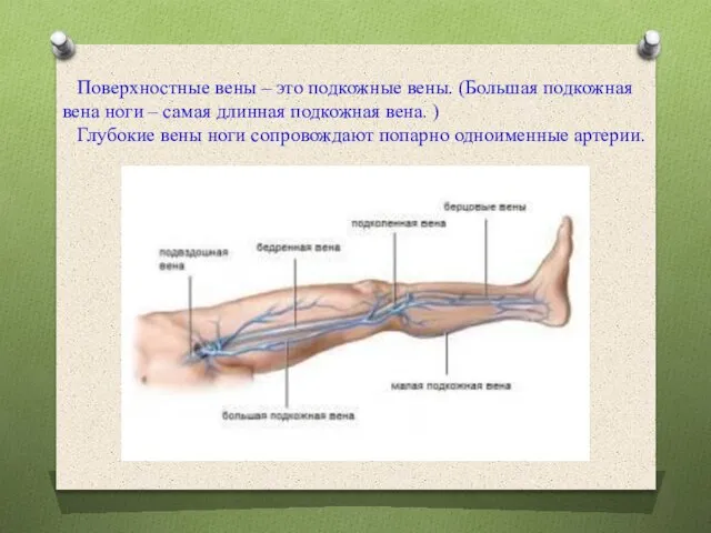 Поверхностные вены – это подкожные вены. (Большая подкожная вена ноги – самая