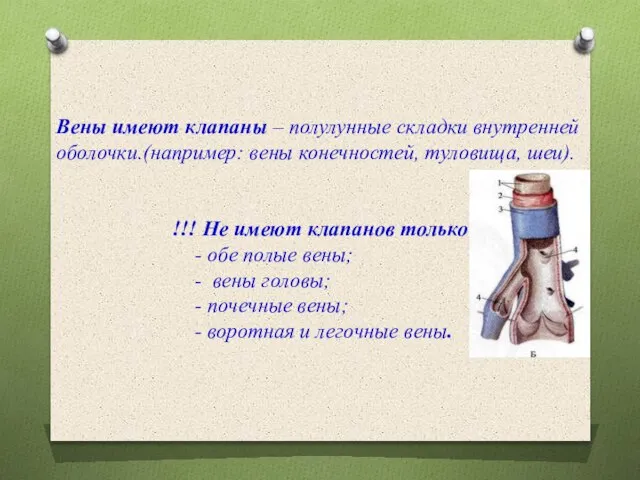 Вены имеют клапаны – полулунные складки внутренней оболочки.(например: вены конечностей, туловища, шеи).