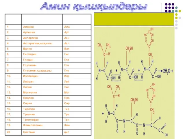 Амин қышқылдары Пептидті байланыстардың түзілуі