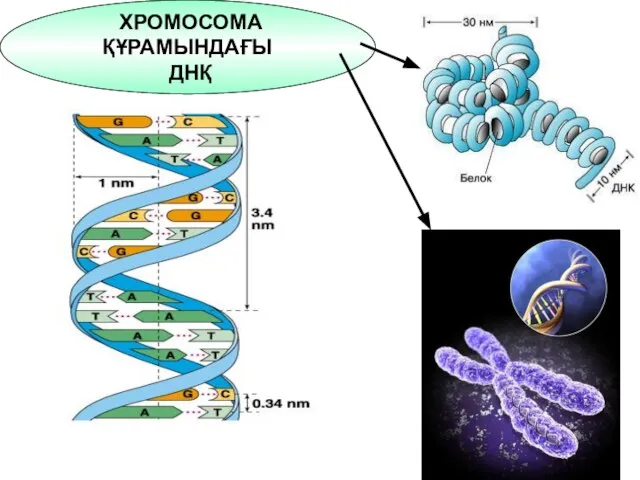 ХРОМОСОМА ҚҰРАМЫНДАҒЫ ДНҚ
