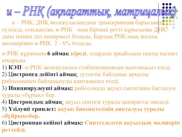 и – РНҚ (ақпараттық, матрицалық) и – РНК, ДНҚ молекуласындағы транскрипция барысында