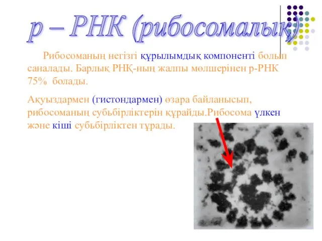 р – РНК (рибосомалық) Рибосоманың негізгі құрылымдық компоненті болып саналады. Барлық РНҚ-ның