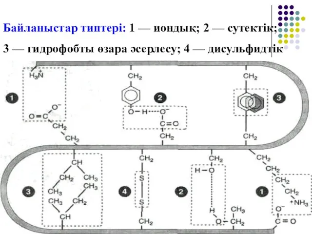 Байланыстар типтері: 1 — иондық; 2 — сутектік; 3 — гидрофобты өзара әсерлесу; 4 — дисульфидтік