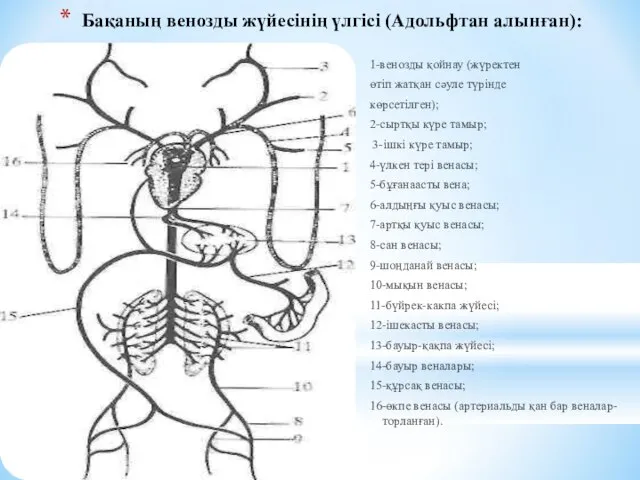 Бақаның венозды жүйесінің үлгісі (Адольфтан алынған): 1-венозды қойнау (жүректен өтіп жатқан сәуле