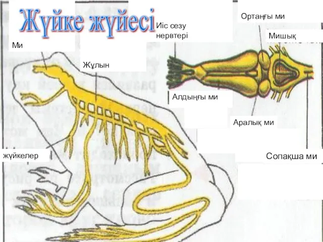 Ми Жұлын жүйкелер Иіс сезу нервтері Алдыңғы ми Ортаңғы ми Мишық Аралық