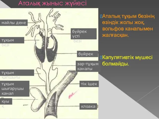 Аталық жыныс жүйесі майлы дене тұқым безі зәр-тұқым каналы тұқым қапшығы тұқым