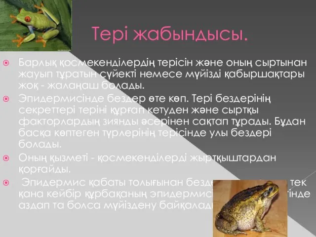 Тері Тері жабындысы. Барлық қосмекенділердің терісін және оның сыртынан жауып тұратын сүйекті