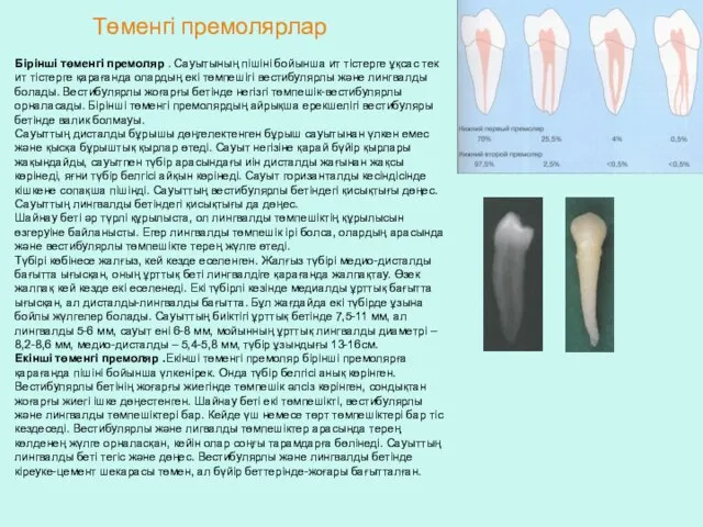 Төменгі премолярлар Бірінші төменгі премоляр . Сауытының пішіні бойынша ит тістерге ұқсас