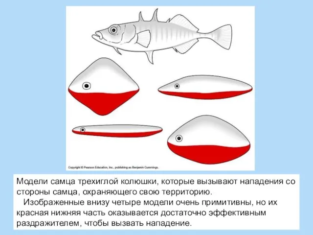 Модели самца трехиглой колюшки, которые вызывают нападения со стороны самца, охраняющего свою