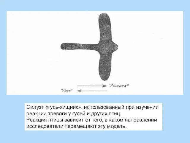 Силуэт «гусь-хищник», использованный при изучении реакции тревоги у гусей и других птиц.