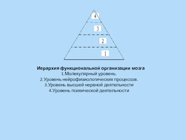 Иерархия функциональной организации мозга Молекулярный уровень. Уровень нейрофизиологических процессов. Уровень высшей нервной деятельности Уровень психической деятельности