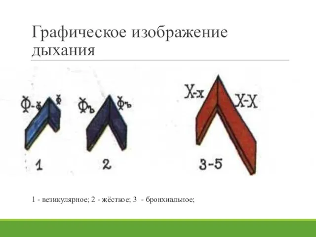 Графическое изображение дыхания 1 - везикулярное; 2 - жёсткое; 3 - бронхиальное;