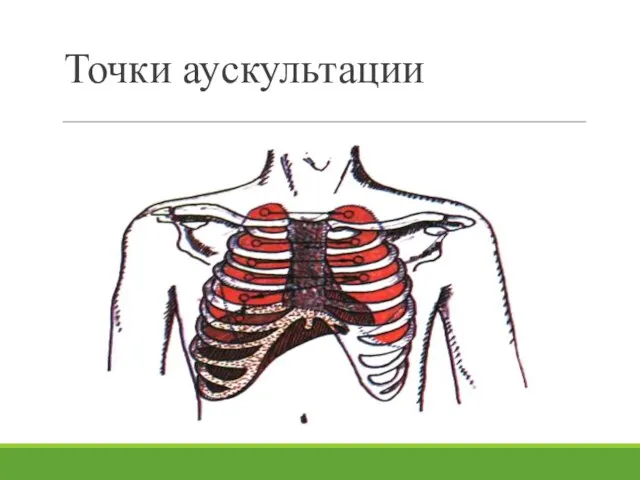 Точки аускультации