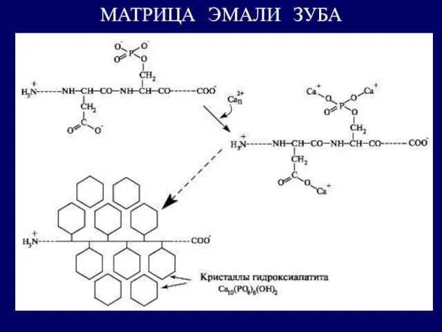 МАТРИЦА ЭМАЛИ ЗУБА