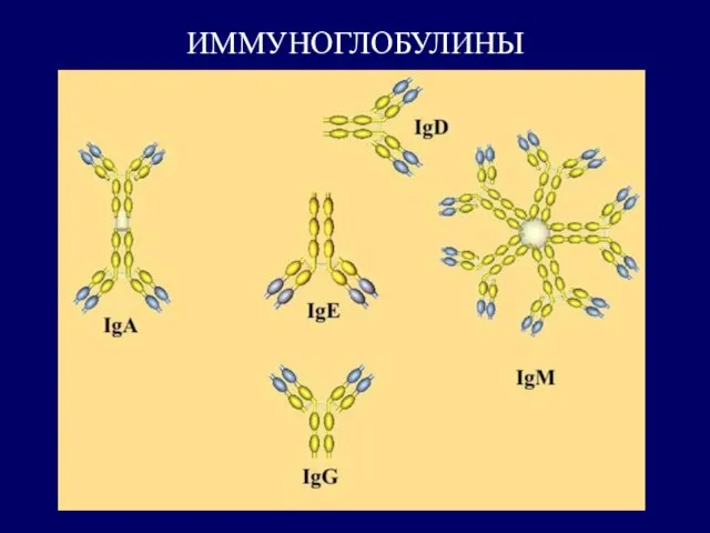 ИММУНОГЛОБУЛИНЫ