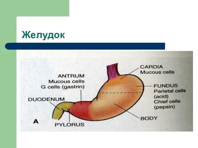 Желудок