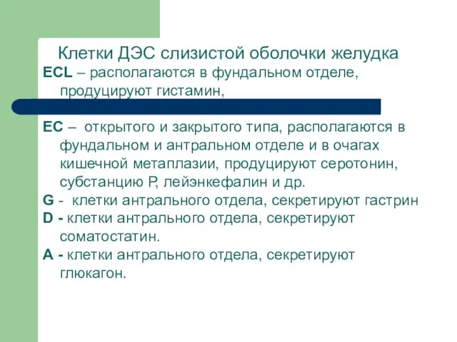 Клетки ДЭС слизистой оболочки желудка ECL – располагаются в фундальном отделе, продуцируют