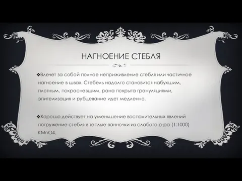 НАГНОЕНИЕ СТЕБЛЯ Влечет за собой полное неприживление стебля или частичное нагноение в