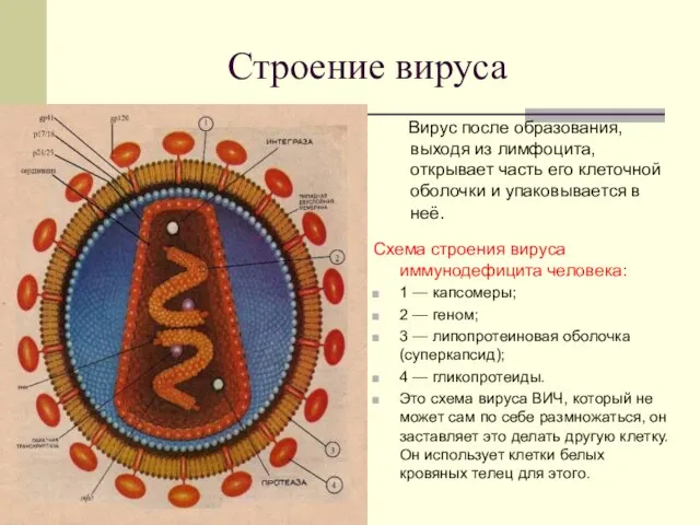 Строение вируса Вирус после образования, выходя из лимфоцита, открывает часть его клеточной