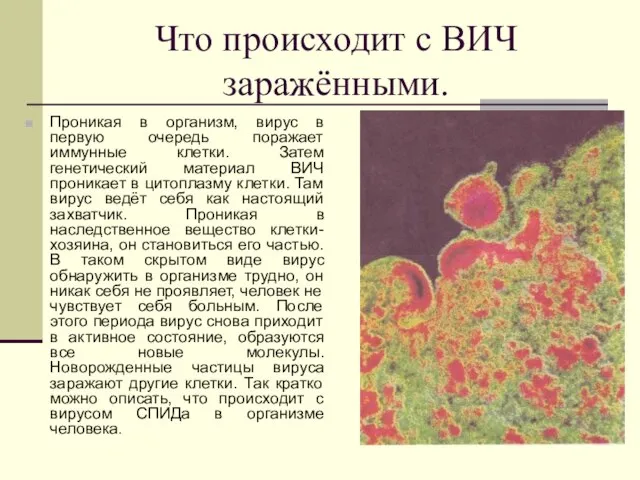 Что происходит с ВИЧ заражёнными. Проникая в организм, вирус в первую очередь