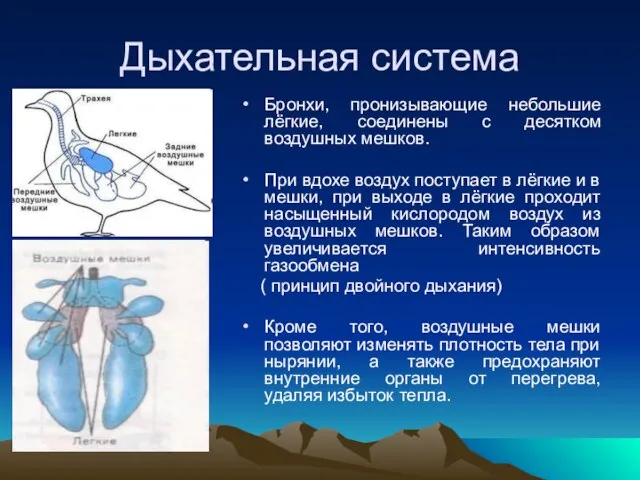 Дыхательная система Бронхи, пронизывающие небольшие лёгкие, соединены с десятком воздушных мешков. При