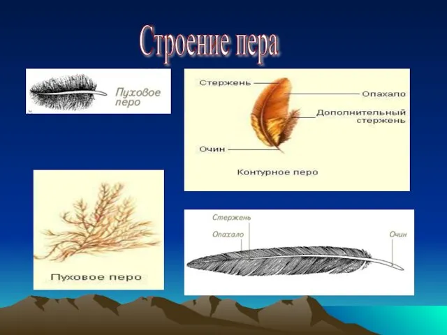 Строение пера