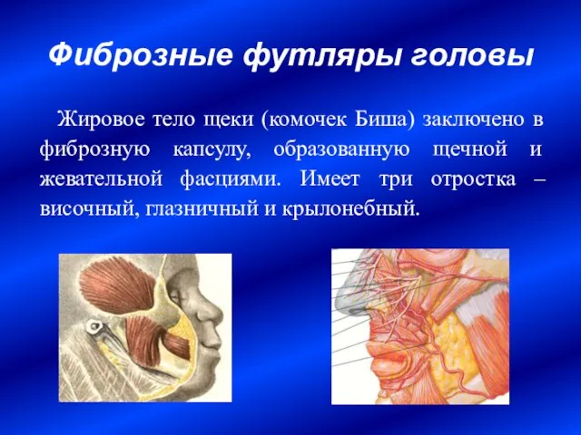 Фиброзные футляры головы Жировое тело щеки (комочек Биша) заключено в фиброзную капсулу,