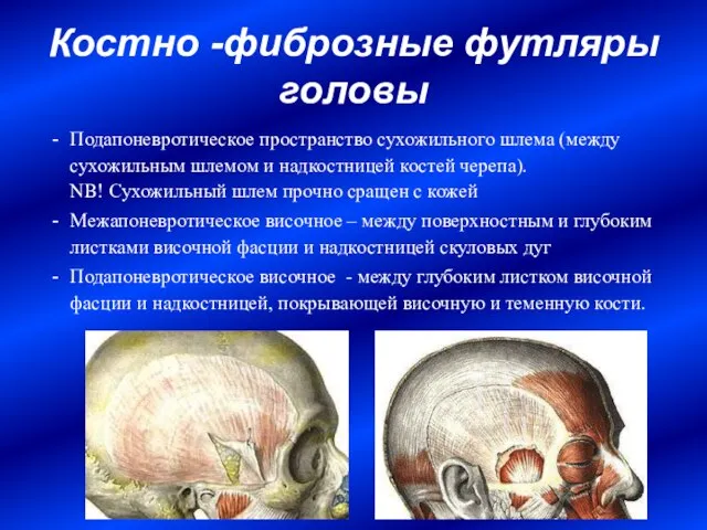Костно -фиброзные футляры головы Подапоневротическое пространство сухожильного шлема (между сухожильным шлемом и