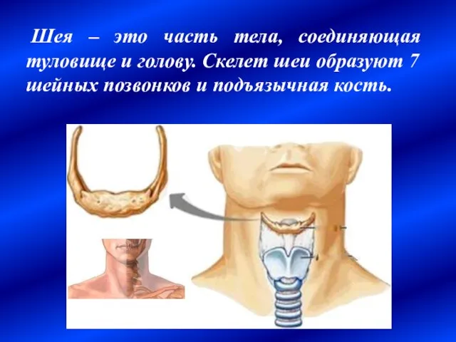 Шея – это часть тела, соединяющая туловище и голову. Скелет шеи образуют