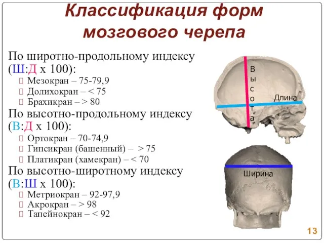 Классификация форм мозгового черепа По широтно-продольному индексу (Ш:Д х 100): Мезокран –