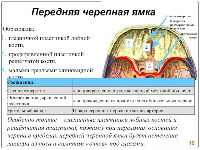 Передняя черепная ямка Образована: глазничной пластинкой лобной кости, продырявленной пластинкой решётчатой кости,