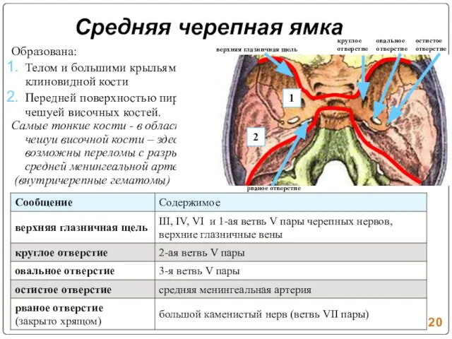 Средняя черепная ямка Образована: Телом и большими крыльями клиновидной кости Передней поверхностью