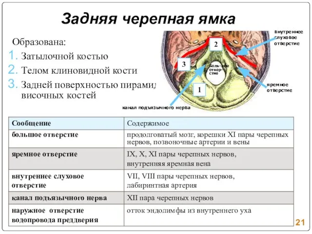 Задняя черепная ямка Образована: Затылочной костью Телом клиновидной кости Задней поверхностью пирамид