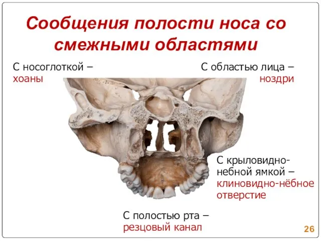 Сообщения полости носа со смежными областями С областью лица – ноздри С