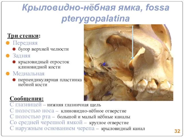 Крыловидно-нёбная ямка, fossa pterygopalatina Три стенки: Передняя бугор верхней челюсти Задняя крыловидный