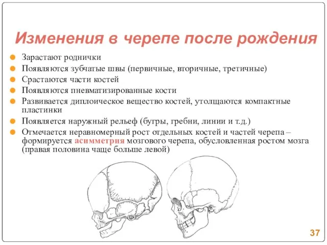 Изменения в черепе после рождения Зарастают роднички Появляются зубчатые швы (первичные, вторичные,