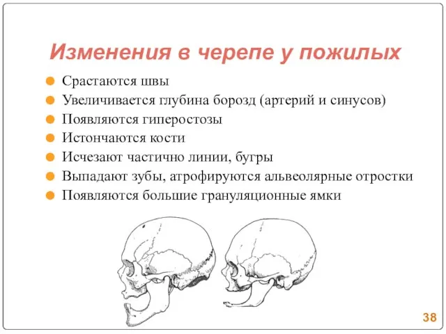 Изменения в черепе у пожилых Срастаются швы Увеличивается глубина борозд (артерий и