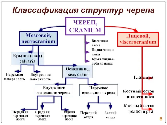 Классификация структур черепа ЧЕРЕП, CRANIUM Мозговой, neurocranium Лицевой, viscerocranium Крыша (свод) calvaria