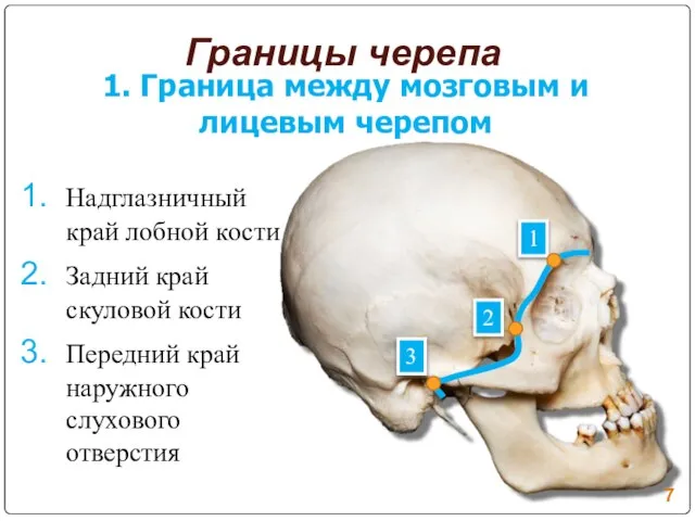 1. Граница между мозговым и лицевым черепом Надглазничный край лобной кости Задний