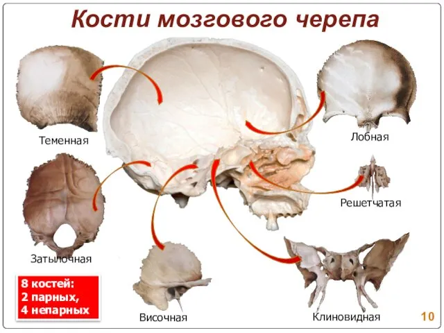 Кости мозгового черепа Теменная Затылочная Височная Клиновидная Решетчатая Лобная 8 костей: 2 парных, 4 непарных