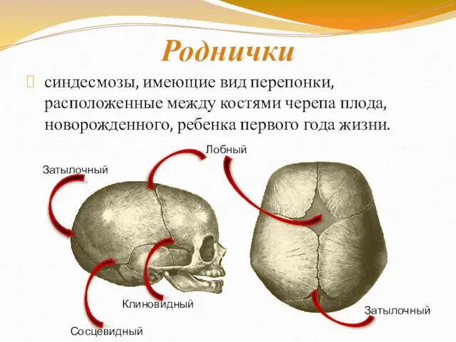 Роднички синдесмозы, имеющие вид перепонки, расположенные между костями черепа плода, новорожденного, ребенка